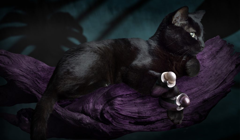 Caroline-Savoie-Joaillerie-Bague-Perle-Kasumiga-Blanche-Bijoux-Fait-Main-Quebec-Chat-Noir-Photo-Montreal-Handmade-Jewelry-Pearl-Ring-Black-Cat-Art-Panther